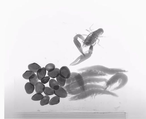 Odoo image and text block